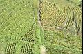 Vineyards from Chateau-Chalon IMGP2832